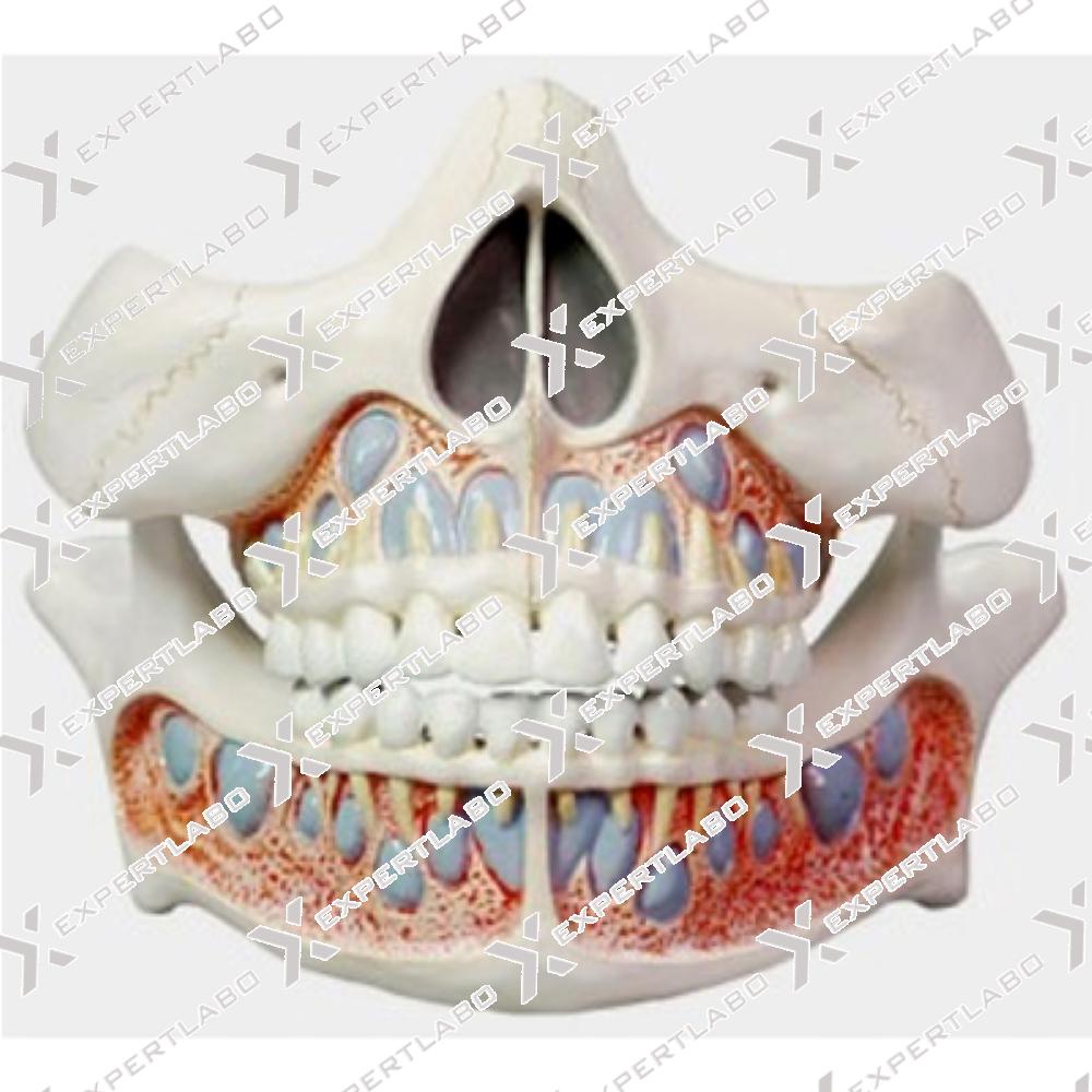 Deciduous Teeth Model Life Size deciduous-teeth-model-life-size
